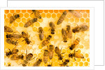 Busy Bees by Anonymous