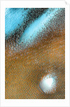 Polar Dunes by Anonymous