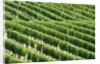 Vines in Vineyard by Anonymous