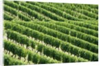 Vines in Vineyard by Anonymous