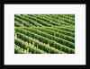 Vines in Vineyard by Anonymous
