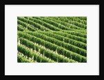 Vines in Vineyard by Anonymous