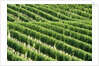 Vines in Vineyard by Anonymous