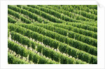 Vines in Vineyard by Anonymous