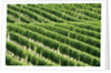 Vines in Vineyard by Anonymous