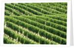 Vines in Vineyard by Anonymous