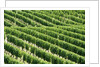 Vines in Vineyard by Anonymous