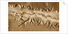 Valles Marineris by Anonymous