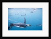 King Penguins Underwater by Anonymous
