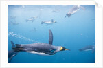 King Penguins Underwater by Anonymous