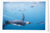 King Penguins Underwater by Anonymous