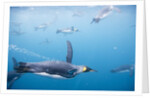 King Penguins Underwater by Anonymous