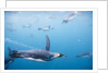 King Penguins Underwater by Anonymous