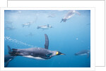 King Penguins Underwater by Anonymous