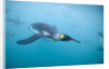 King Penguins Underwater by Anonymous