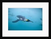 King Penguins Underwater by Anonymous