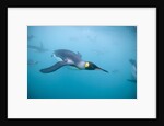 King Penguins Underwater by Anonymous