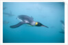 King Penguins Underwater by Anonymous
