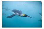 King Penguins Underwater by Anonymous