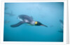 King Penguins Underwater by Anonymous