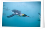 King Penguins Underwater by Anonymous
