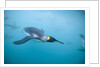 King Penguins Underwater by Anonymous