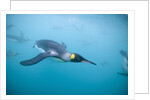 King Penguins Underwater by Anonymous