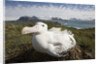 Wandering Albatross in Nest by Anonymous
