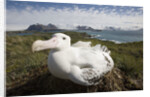 Wandering Albatross in Nest by Anonymous