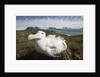 Wandering Albatross in Nest by Anonymous