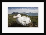 Wandering Albatross in Nest by Anonymous