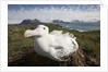 Wandering Albatross in Nest by Anonymous