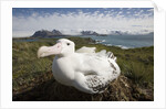 Wandering Albatross in Nest by Anonymous