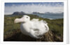 Wandering Albatross in Nest by Anonymous