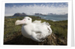 Wandering Albatross in Nest by Anonymous