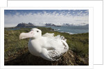 Wandering Albatross in Nest by Anonymous