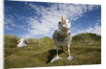 Wandering Albatrosses by Anonymous