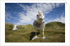 Wandering Albatrosses by Anonymous