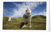 Wandering Albatrosses by Anonymous