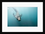 Swimming Antarctic Fur Seal by Anonymous