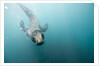 Swimming Antarctic Fur Seal by Anonymous