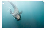 Swimming Antarctic Fur Seal by Anonymous