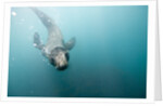 Swimming Antarctic Fur Seal by Anonymous