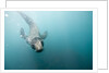 Swimming Antarctic Fur Seal by Anonymous