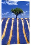 Lavender Field by Anonymous