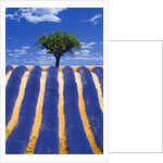 Lavender Field by Anonymous