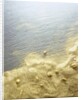 Gold Dust on a River Bank by Anonymous