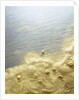 Gold Dust on a River Bank by Anonymous