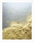 Gold Dust on a River Bank by Anonymous