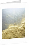 Gold Dust on a River Bank by Anonymous